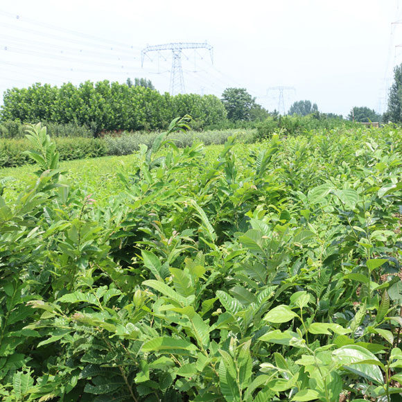 板栗苗基地