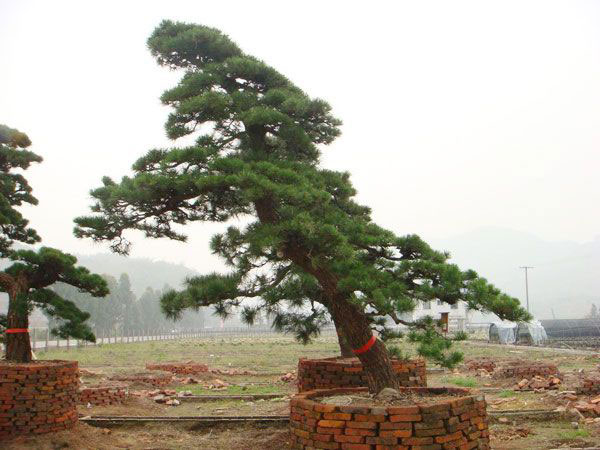 黑松供应