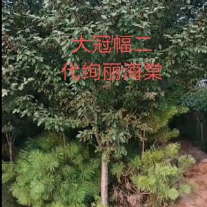 绚丽海棠