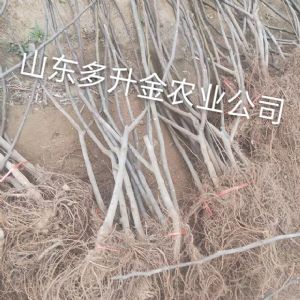 无花果树苗